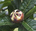 Thumbnail for version as of 11:39, 12 September 2007