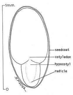 Seed from Salix scouleriana