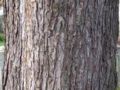 Silver Maple bark