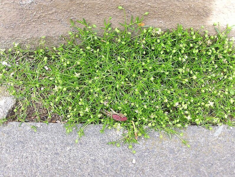 File:1021px-Sagina procumbens 2005.05.08 12.49.10-p5080008.jpg