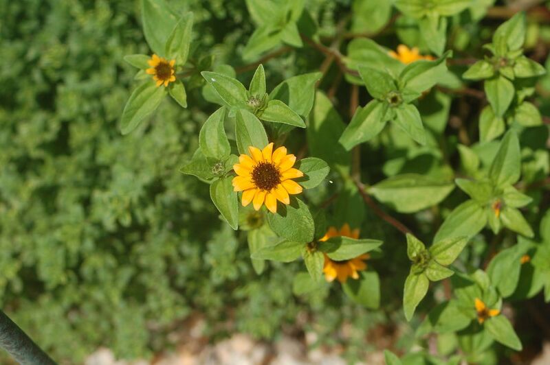 File:1024px-2008 August 17 Creeping Zinnia.JPG