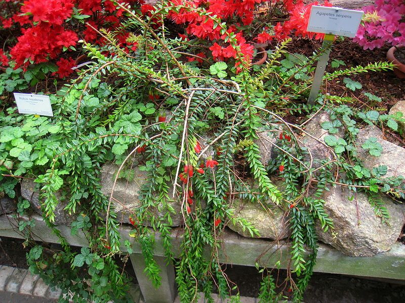 File:1024px-Agapetes serpens - Berlin Botanical Garden - IMG 8741.JPG