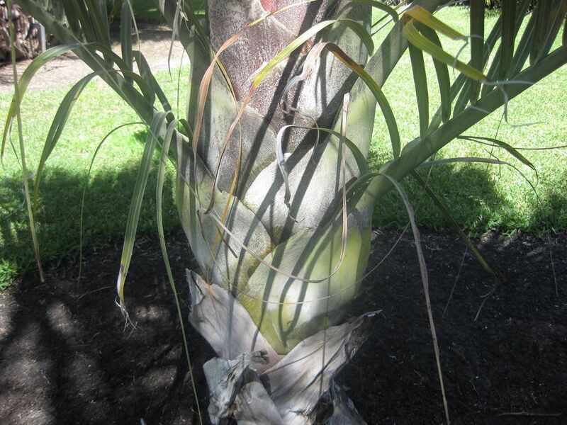 File:1024px-IMG 2083 hunt0903.jpg