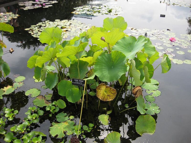 File:1280px-IMG 0765 bbg09.jpg