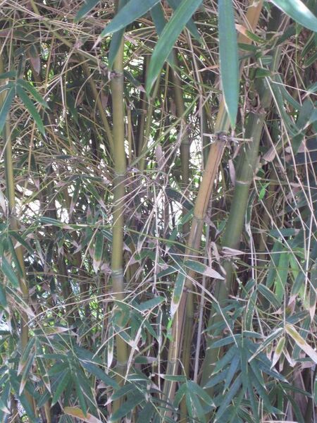 File:576px-IMG 4205 hunt0904.jpg