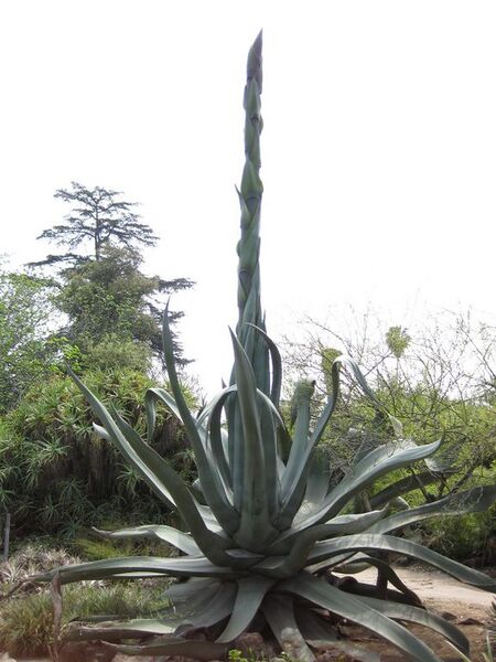 File:576px-IMG 4454 hunt0904.jpg