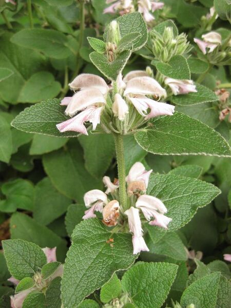 File:576px-IMG 6932 hunt09jun.jpg