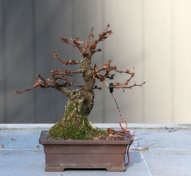 File:835px-Berberis 2-16-08.jpg