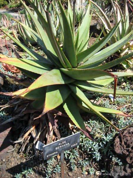 File:Aloe berhana-IMG 0376 hunt07.jpg