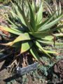 Aloe berhana