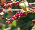 Symphoricarpos orbiculatus fruits, mid-October