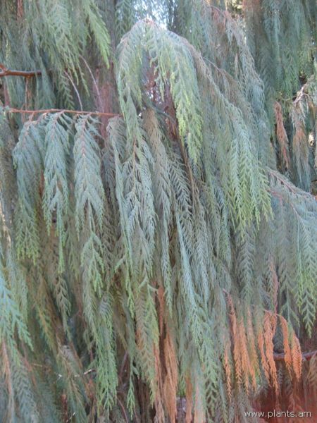 File:Cupressus cashmeriana-kashmir cypress-IMG 0566 hunt07.jpg