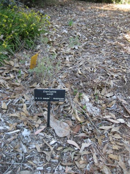 File:Eremophila weldii-IMG 0660 hunt07.jpg