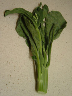 Kai-lan, cultivar unknown
