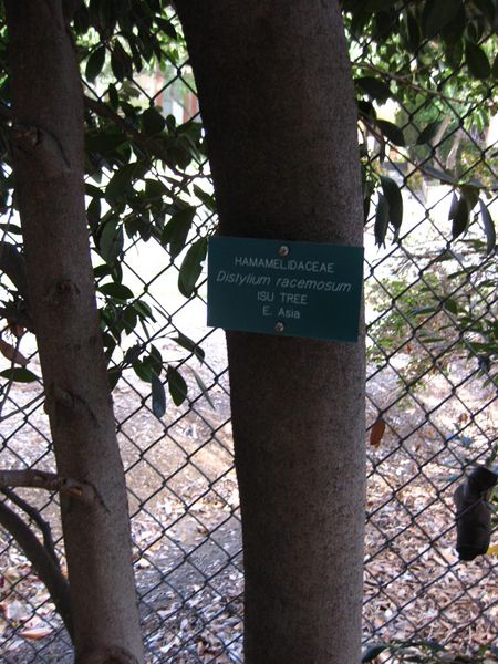 File:IMG 2527 ucla09.jpg