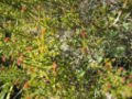 Kunzea parvifolia