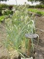 Leeks (Allium ampeloprasum var. porrum)