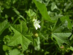 Least Mallow, Malva parviflora