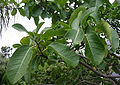 Thumbnail for version as of 09:18, 29 April 2025