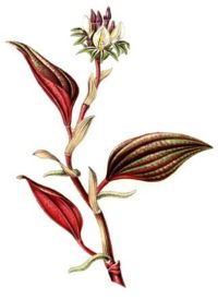 Nephelaphyllum pulchrum