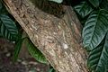 Old Bark & leaves