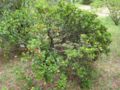 raphiolepis umbellata var. ovata