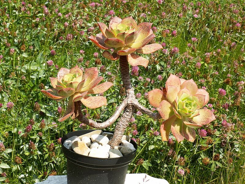 File:1024px-Aeonium valverdense PICT0545.jpg