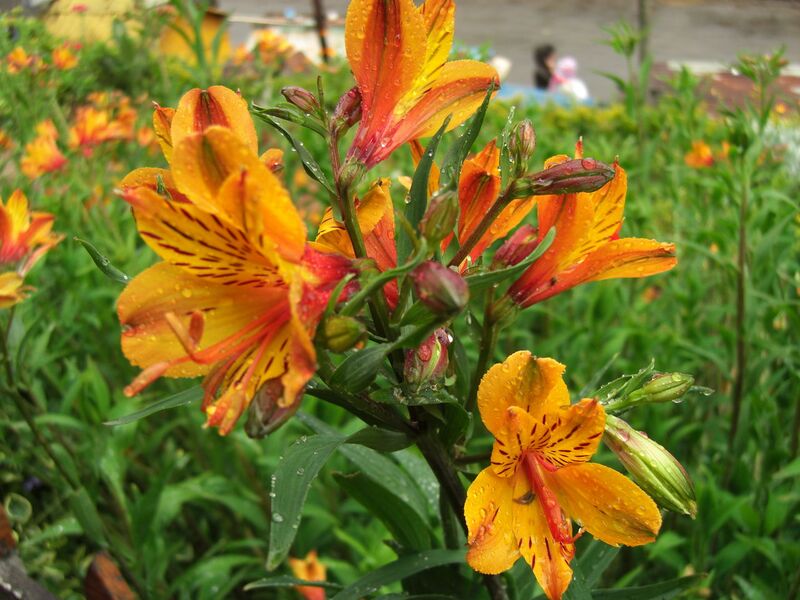 File:1280px-Alstroemeria-3225.jpg