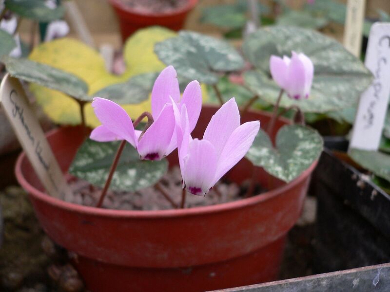 File:1280px-Cyclamen libanoticum Eliot Hogkin01.jpg