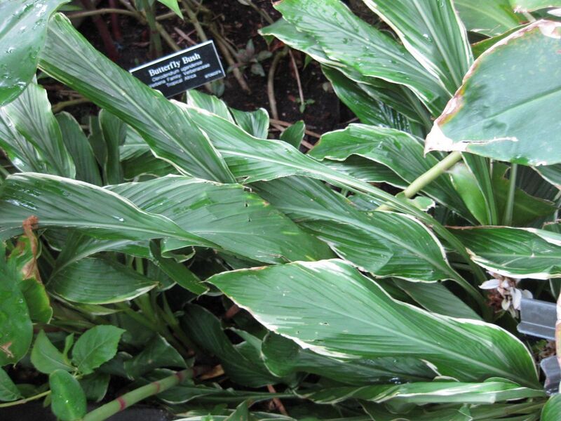 File:1280px-IMG 1178 bbg09.jpg