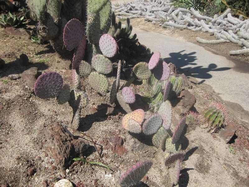 File:1280px-IMG 2478 hunt0903.jpg