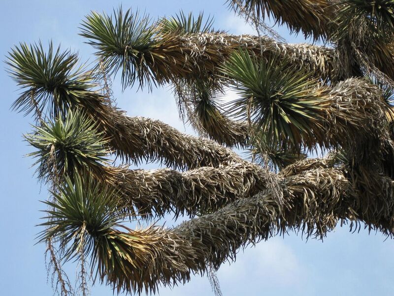 File:1280px-IMG 4384 hunt0904.jpg