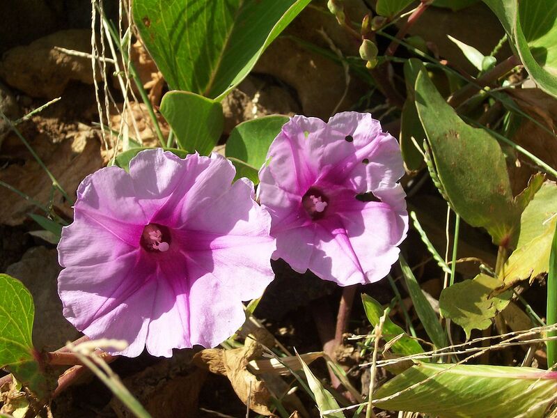 File:1280px-Ipomoea pes-caprae 2.JPG