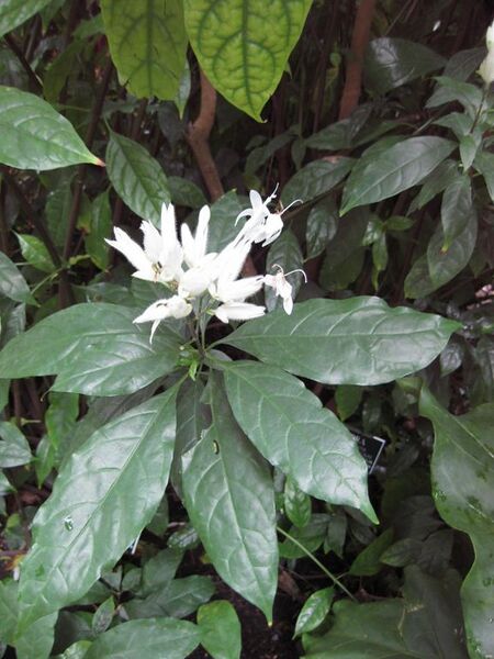 File:576px-IMG 1163 bbg09.jpg