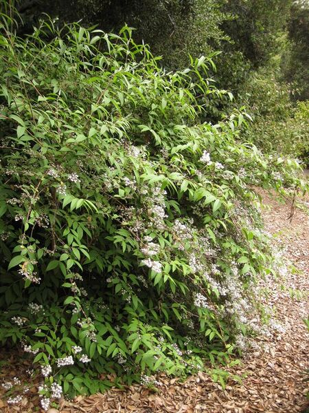 File:576px-IMG 7245 hunt09jun.jpg