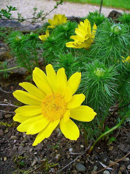 File:768px-Adonis vernalis 002.JPG