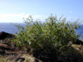 A. incanum (Hoary Abutilon)