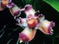 Bollea lawrenceana