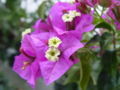 Thumbnail for version as of 07:08, 15 November 2007