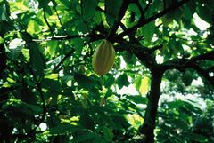 Theobroma cacao fruit