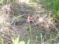 Thumbnail for version as of 04:45, 27 June 2007
