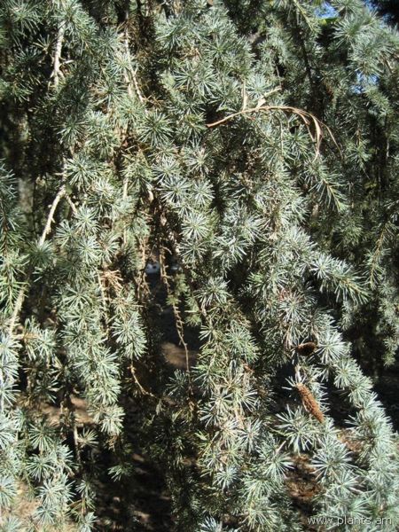File:Cedrus atlantica-atlas cedar-IMG 0696 hunt07.jpg