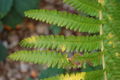Thumbnail for version as of 19:46, 30 October 2007