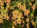 Male cones