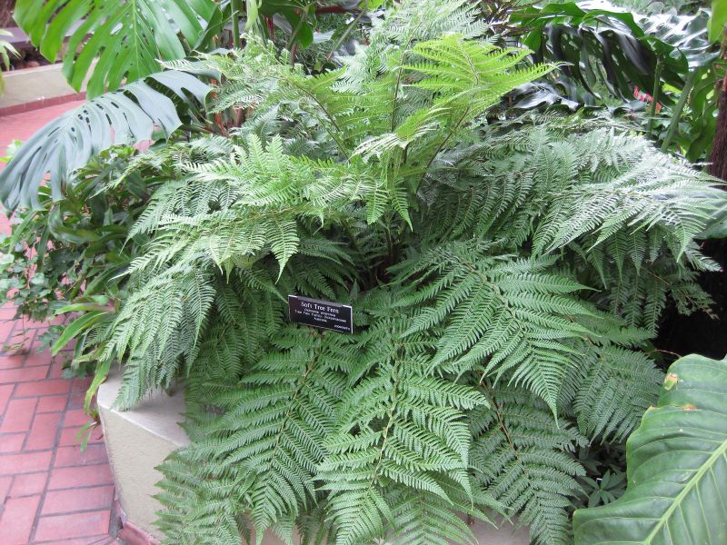 File:IMG 0900 bbg09.jpg