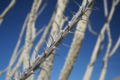 Closeup of ocotillo thorns. Taken in Anza-Borrego Desert State Park