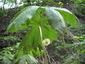 Thumbnail for version as of 16:24, 22 October 2007