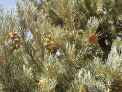 Single-leaf Pinyon (Pinus monophylla subsp. monophylla) leaves and immature cones