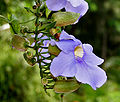 Thunbergia laurifolia in Goa, India.