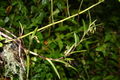Thumbnail for version as of 06:08, 3 July 2007
